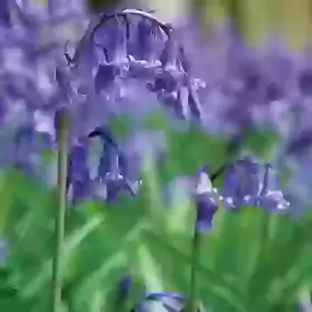 English Bluebells - Hyacinthoides